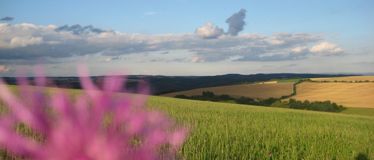 Landschaft mit Wiesen und Feldern