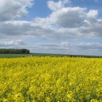 Blühendes Rapsfeld vor blau-weißem Himmel